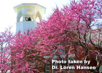 kingsley redbud trees